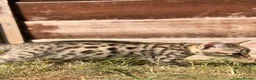 Bengal cats for sale: 🐆✨[REDUCED REDUCED!!!] LAST TWO – PURE BENGAL’S❤️ - Advert 20