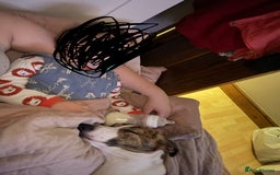 Mixed Breed dogs for sale: Whippet x Collie called Neo - Image 3