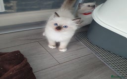 Ragdoll cats for sale: The cutest beautiful Ragdoll kittens! Ready :) - Image 10