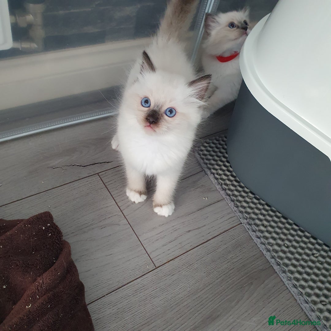 Ragdoll cats for sale: The cutest beautiful Ragdoll kittens! Ready :) - Image 10