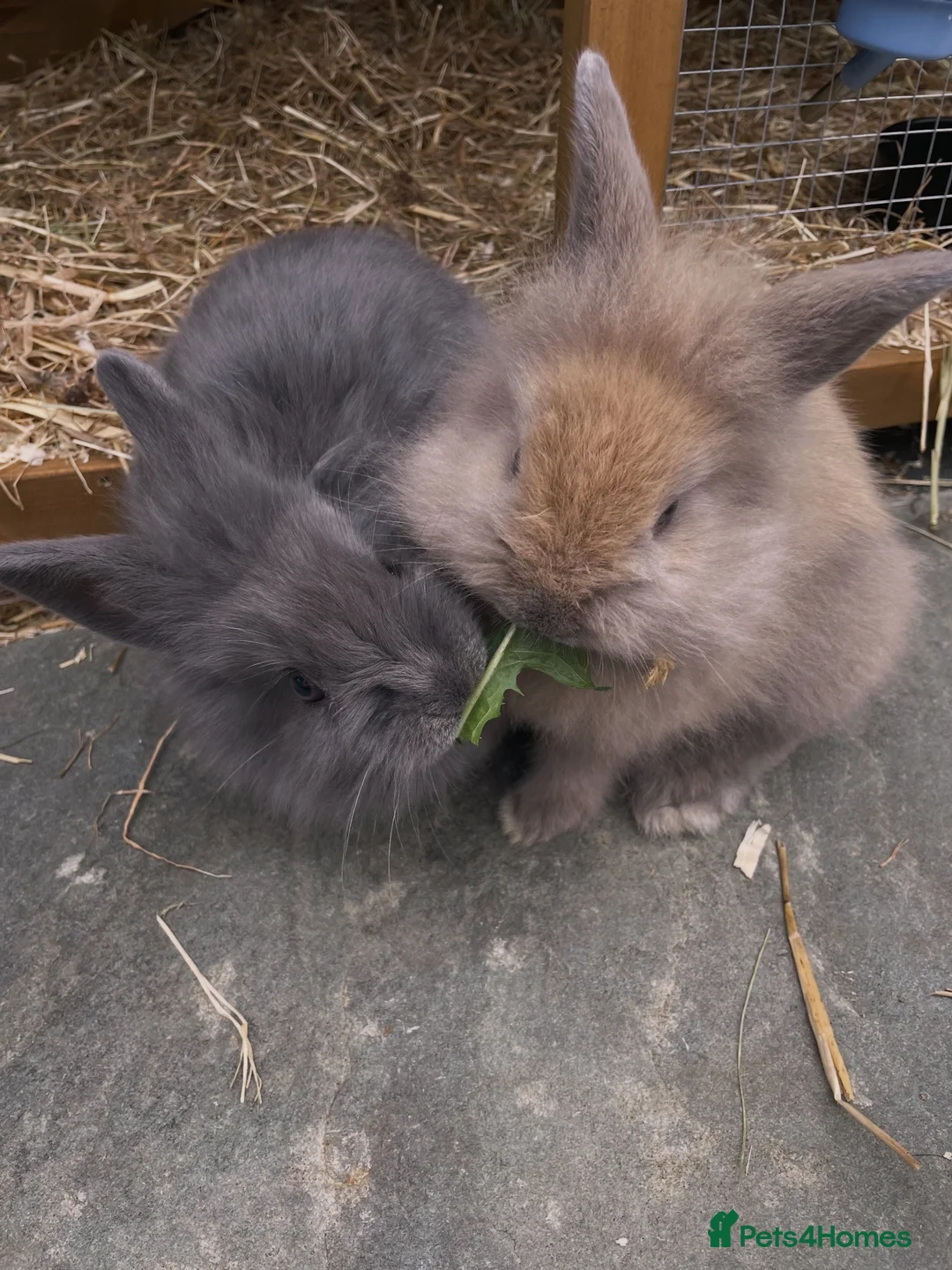 Lionhead rabbits for sale: Lion lop female  in Welwyn Garden City - Advert 4