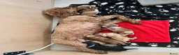 Cockapoo dogs for sale: Beautiful F2 Cockapoos  - Advert 8