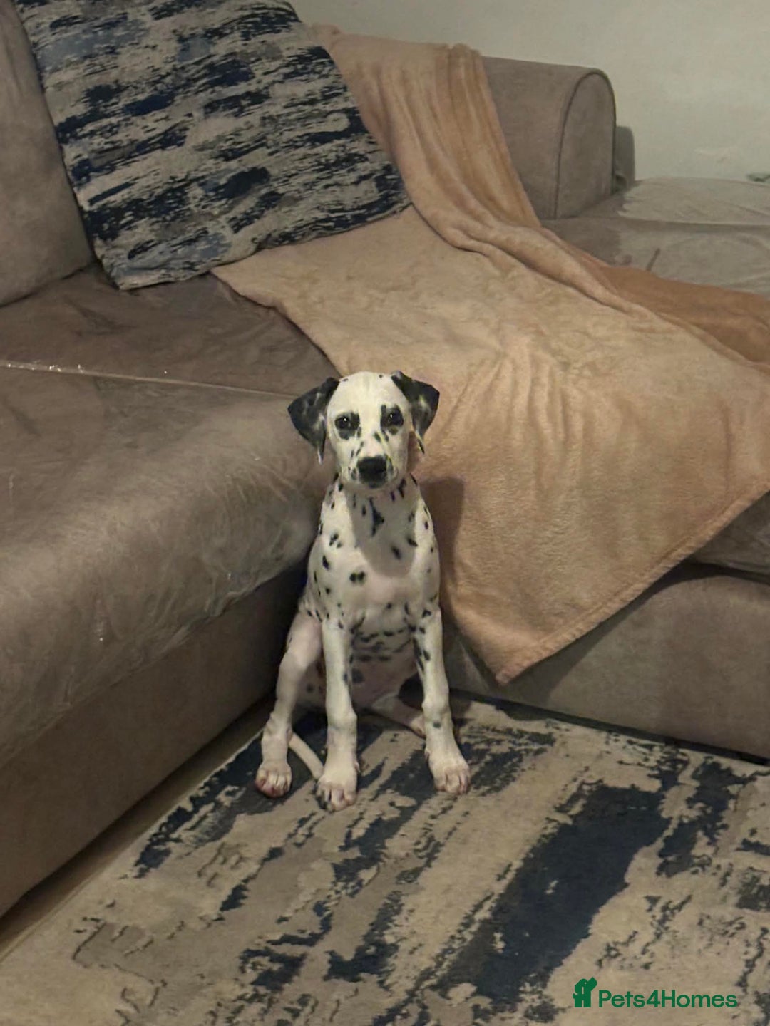 Dalmatian dogs for sale: Dalmatian female  - Advert 1