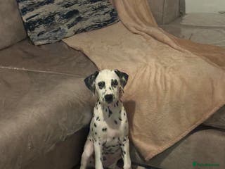 Dalmatian dogs Dalmatian female - Advert 4