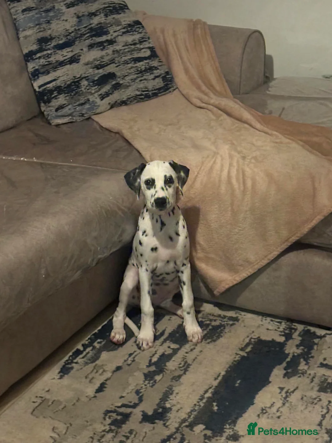 Dalmatian dogs for sale: Dalmatian female  - Advert 1