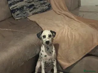 Dalmatian dogs Dalmatian female - Advert 2