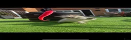 Ragdoll cats for sale: Ragdoll kittens  - Advert 17
