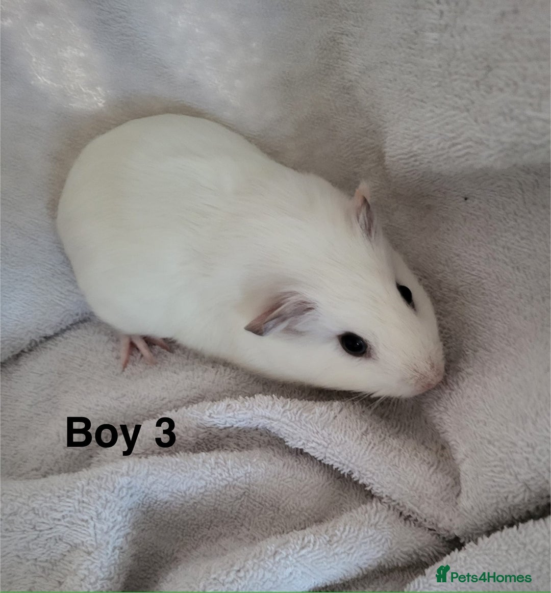 Guinea Pig rodents for sale: Baby Guinea Pigs  - Advert 7