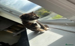 Mixed Breed cats for sale: Beautiful litter of kittens - Image 8