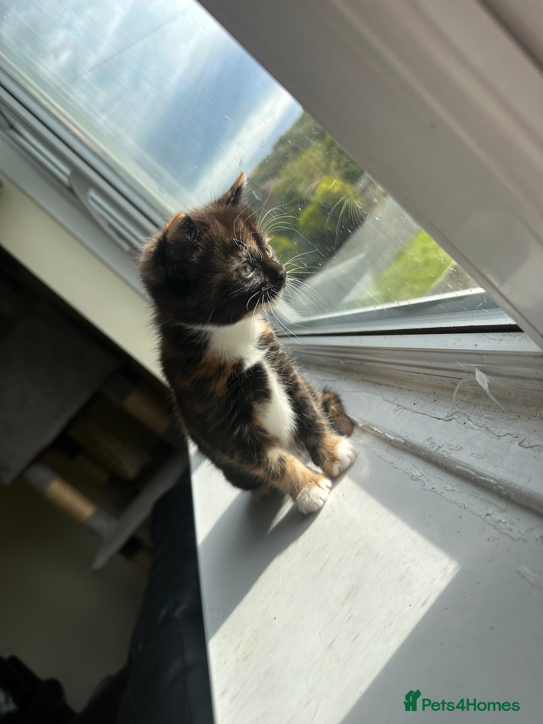 Mixed Breed cats for sale: Beautiful litter of kittens - Image 8
