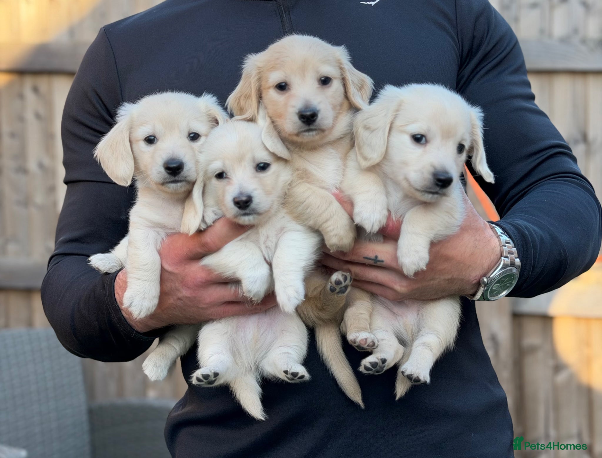 Miniature Dachshund dogs KC Reg Long haired intense cream mini dachshund  - Advert 12