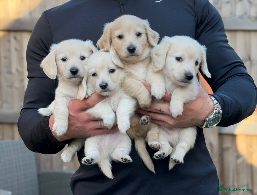 Miniature Dachshund dogs for sale: KC Reg Long haired intense cream mini dachshund  - Advert 2