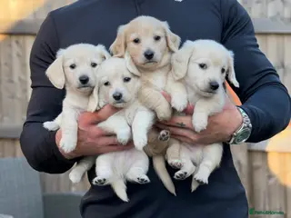 Miniature Dachshund dogs KC Reg Long haired intense cream mini dachshund - Advert 12