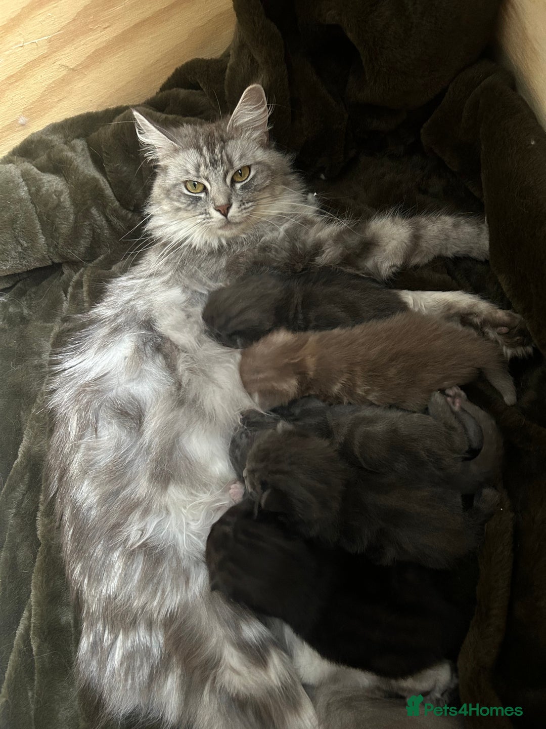 Norwegian Forest Cat cats for sale: BLACK&SILVER NORWEGIAN BOY LEFT  - Advert 12