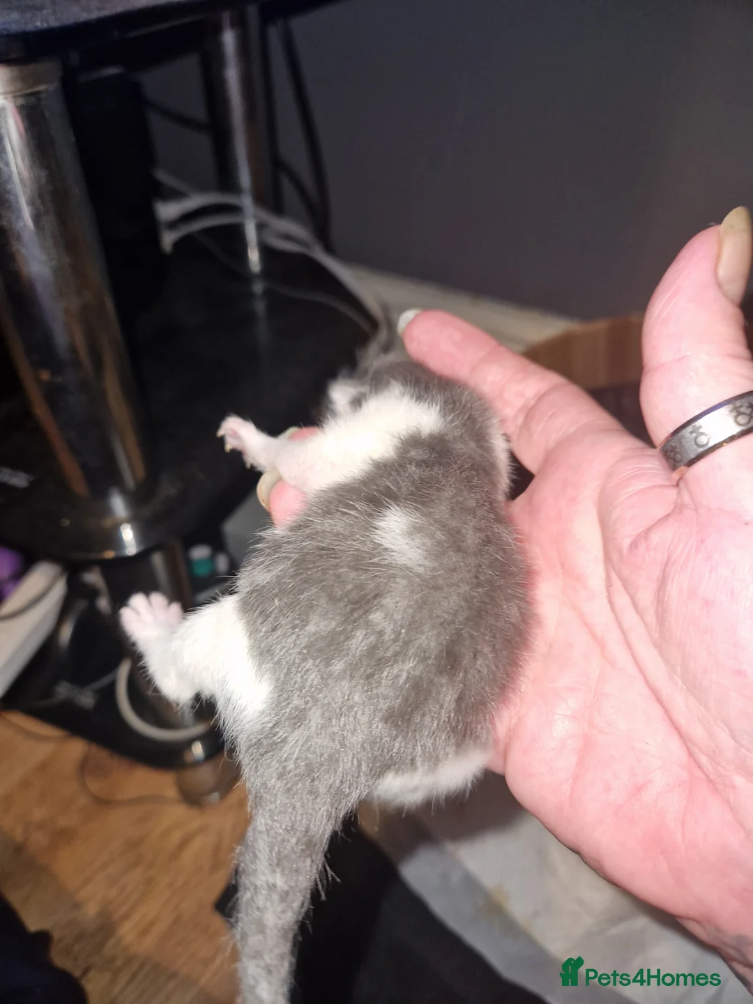 British Shorthair cats for sale: British shorthair kittens  - Advert 2