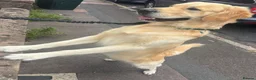 Golden Retriever dogs for stud: De niro golden boy  - Advert 2