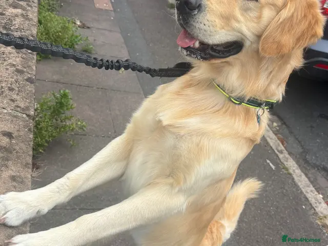 Golden Retriever dogs for stud: De niro golden boy - Advert 2