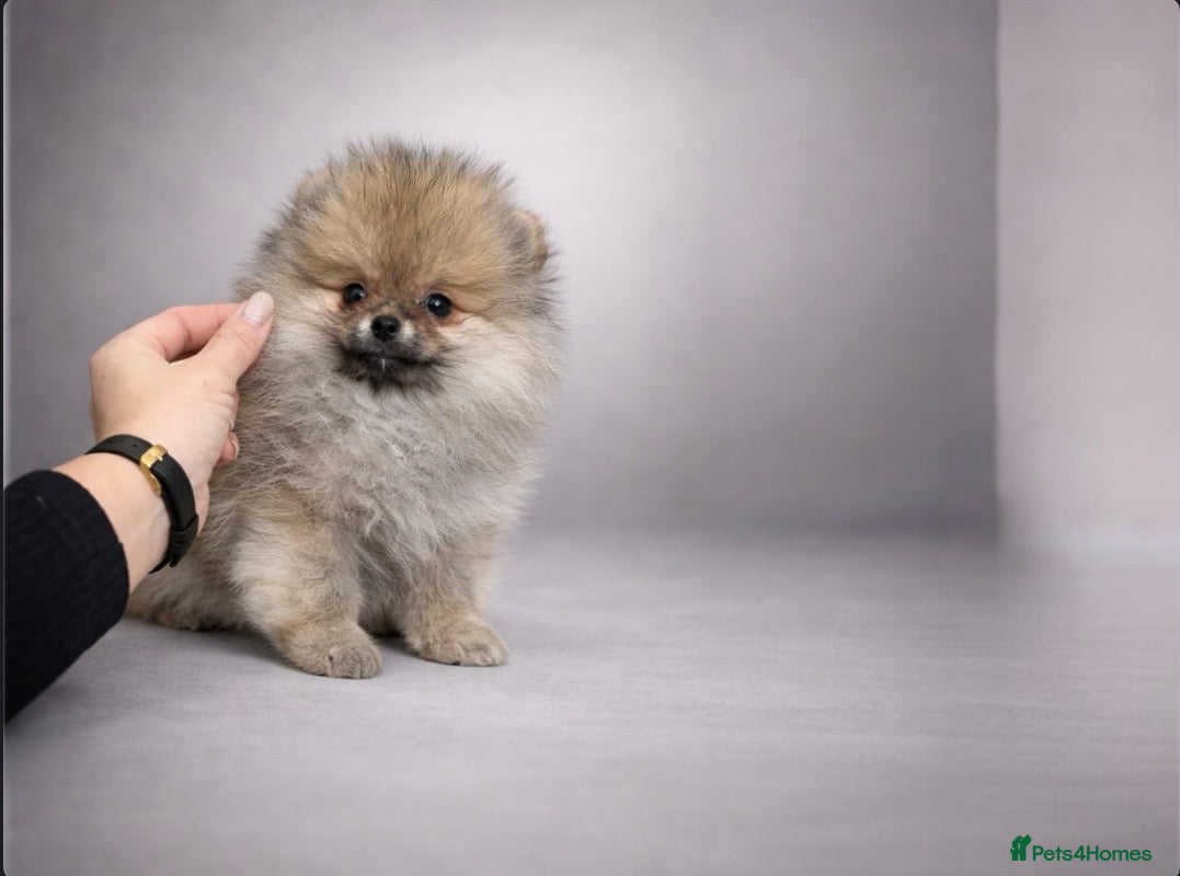 Pomeranian dogs Top Quality 🏆Championship 🧸Teddy Bear - Advert 1