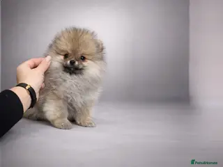 Pomeranian dogs Top Quality 🏆Championship 🧸Teddy Bear - Advert 1