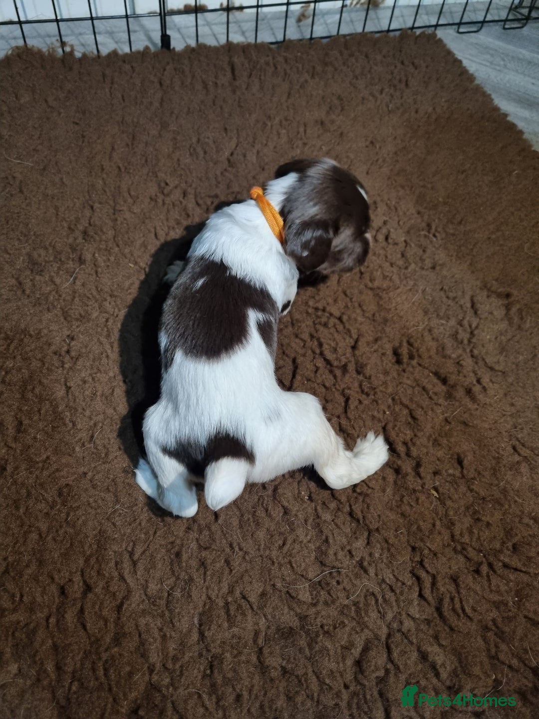 English Springer Spaniel dogs for sale: KC registered English Springer Spaniel puppies 🐾 - Advert 21