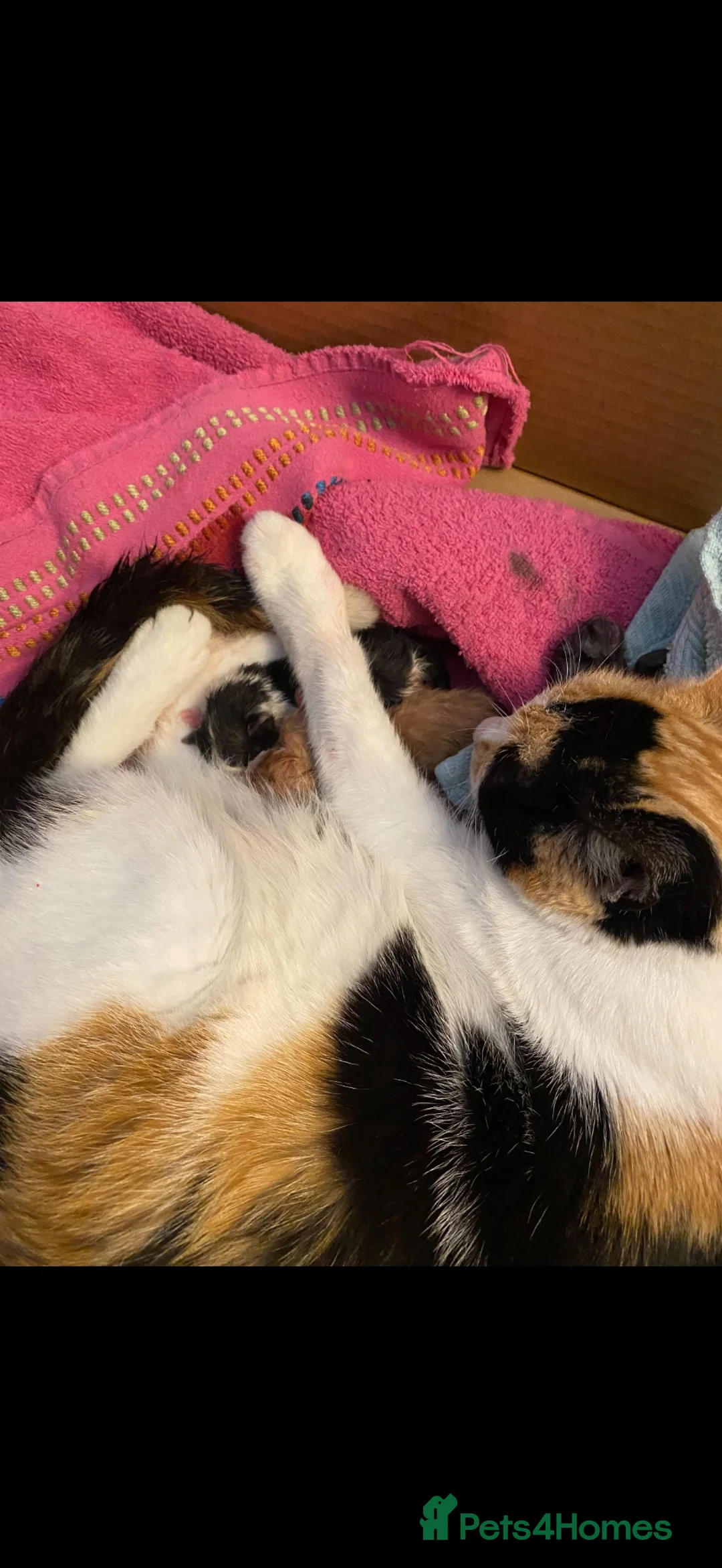 Mixed Breed cats for sale: Kittens  in Gloucester - Advert 1