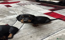 Dachshund dogs for sale: beautiful dachshunds puppies for sale  - Image 4