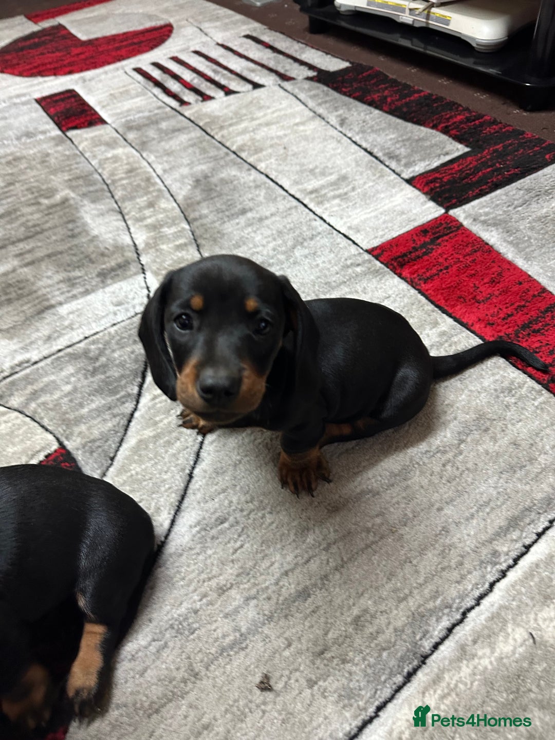 Dachshund dogs for sale: beautiful dachshunds puppies for sale  - Image 4