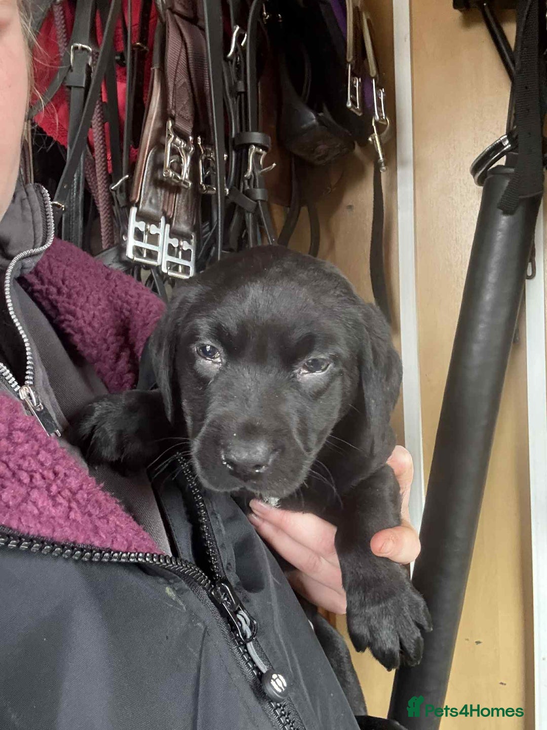 Labrador Retriever dogs for sale: two stunning labrador puppies - Advert 8