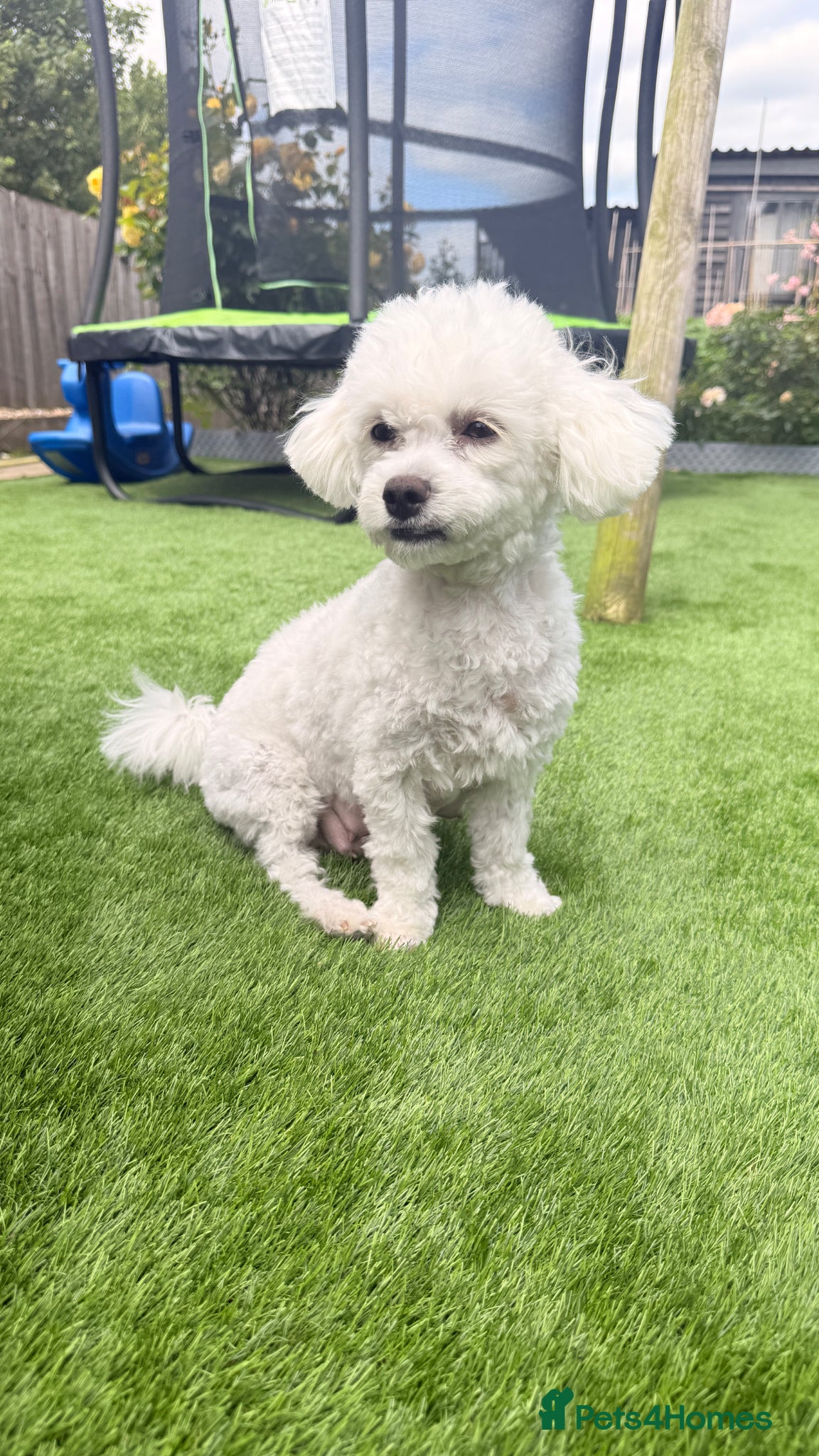 Bichon Frise dogs Bichon Frise 3 males 1 female - Advert 5