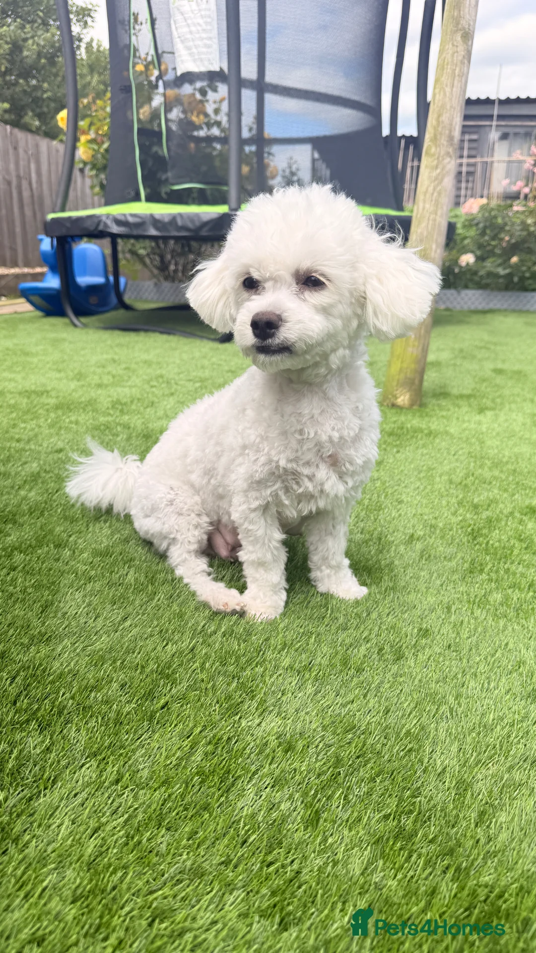 Bichon Frise dogs for sale: Bichon Frise 3 males 1 female in Ipswich - Advert 1
