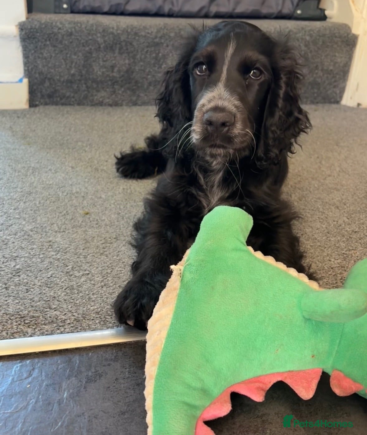 Cocker Spaniel dogs Beautiful loving boy - Advert 1