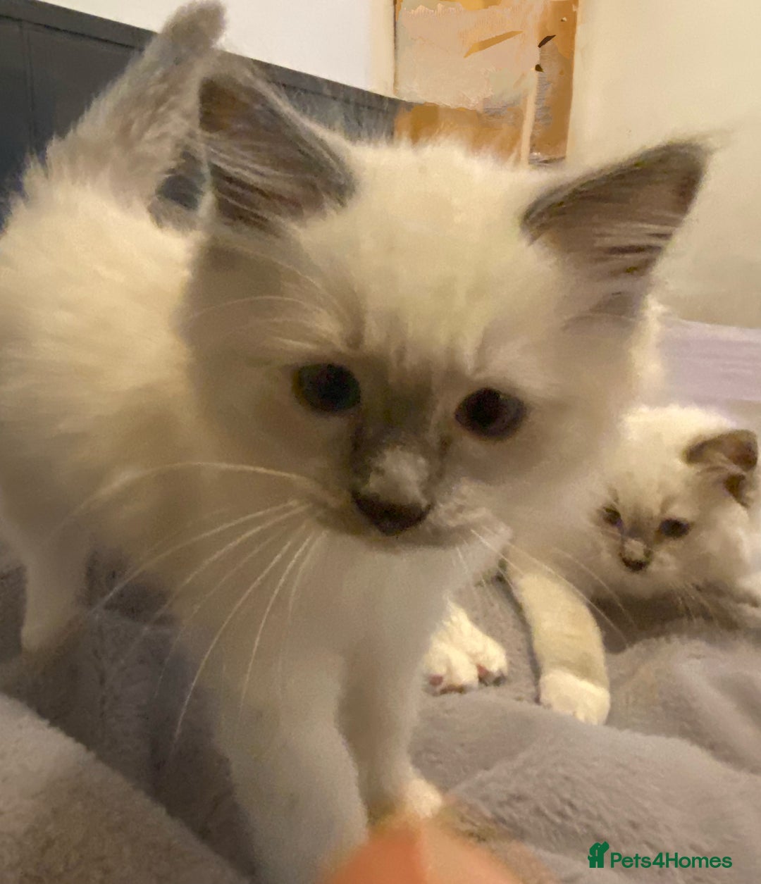Ragdoll cats for sale: Pedigree ragdolls kittens TICA registered - Advert 10