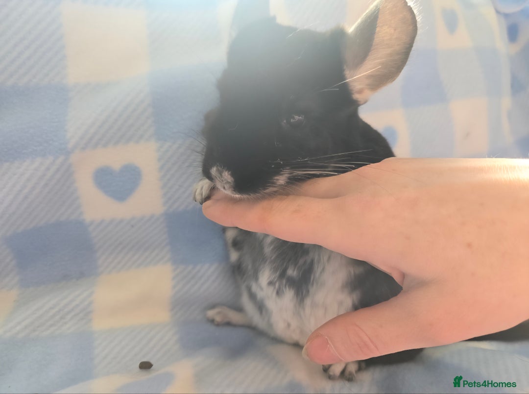 Chinchilla rodents for sale: Bonded mother and daughter pair - Image 19