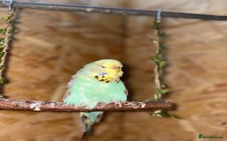 Budgerigars birds for sale: Budgies  - Image 3