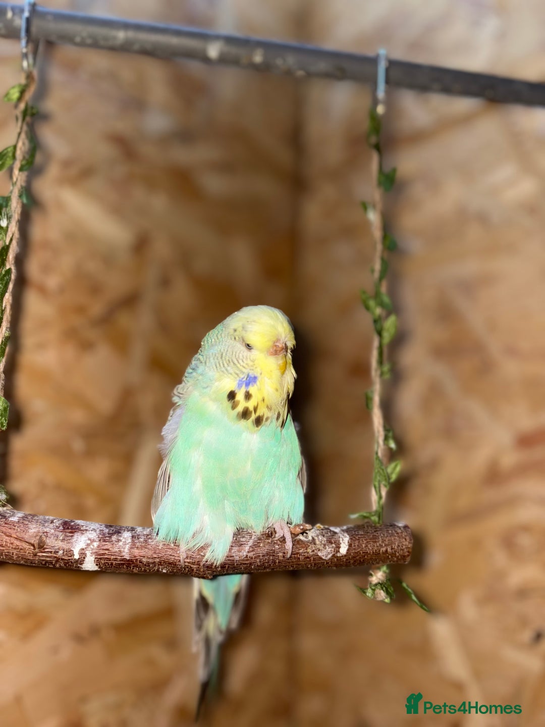 Budgerigars birds for sale: Budgies  - Image 3