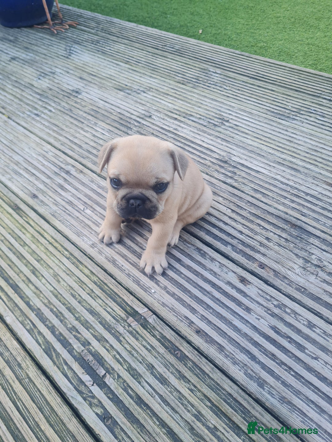 French Bulldog dogs for sale: French Bulldog puppies - Image 5