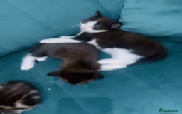 Mixed Breed cats for sale: Mixed breed  - Image 4