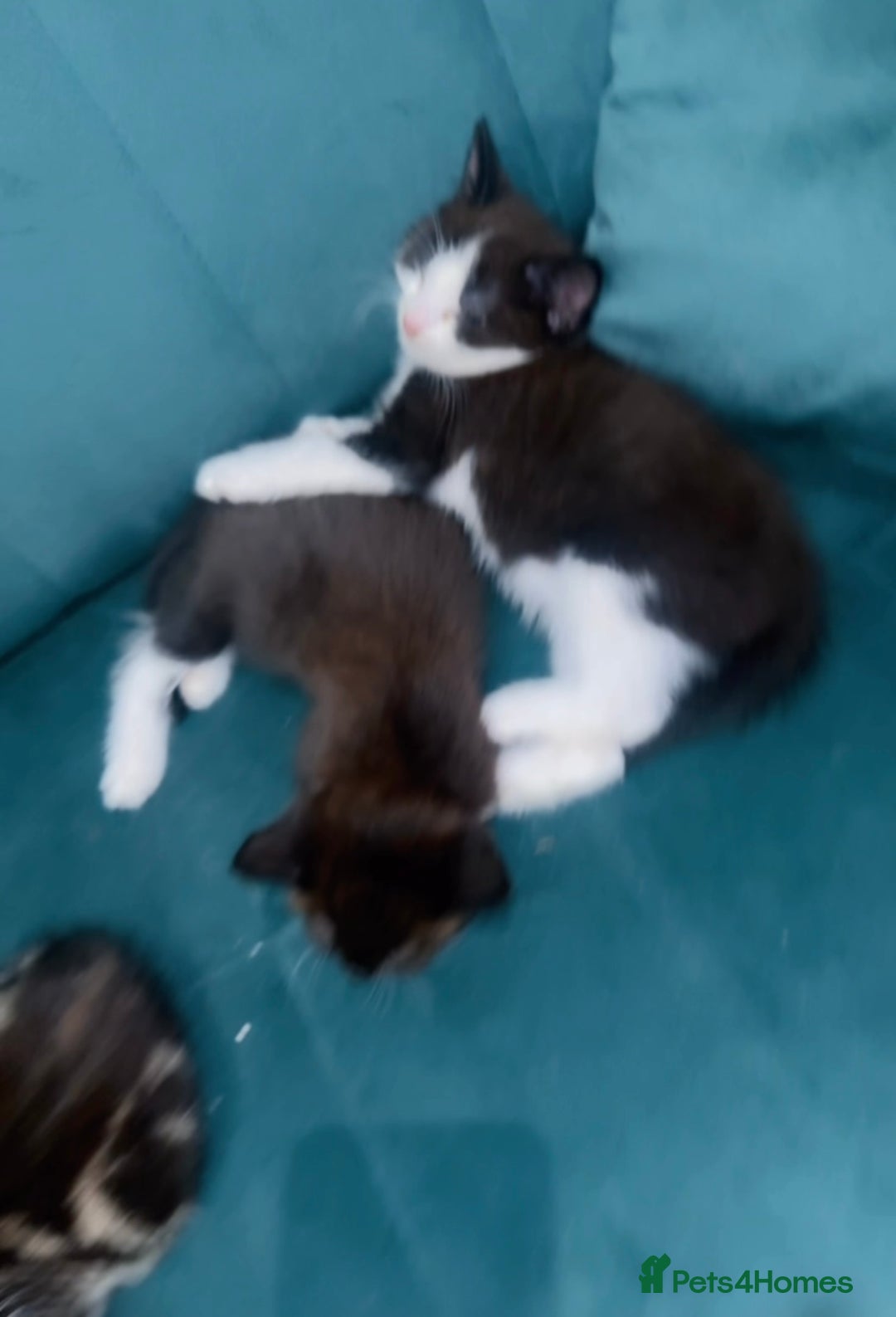 Mixed Breed cats for sale: Mixed breed  - Image 4