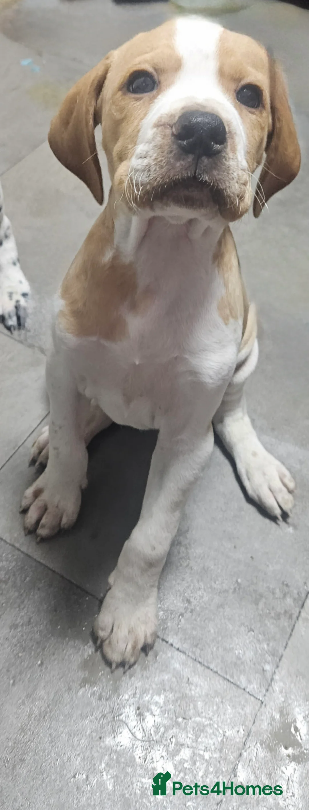 Pointer dogs for sale: English pointers - Advert 3