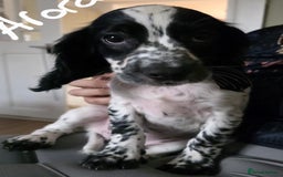 Cocker Spaniel dogs for sale: 4x Cocker Spaniel pups blue roan READY TO GO - Image 16