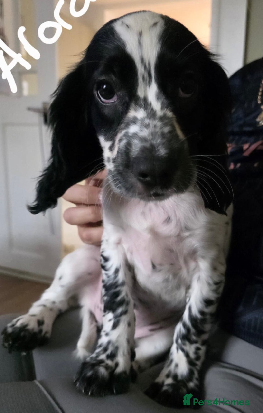 Cocker Spaniel dogs for sale: 4x Cocker Spaniel pups blue roan READY TO GO - Image 16