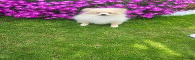 Pomeranian 1