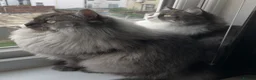 Mixed Breed cats for sale: Enzo and Willow (sibling Persian/ragdoll) in Mexborough - Advert 5