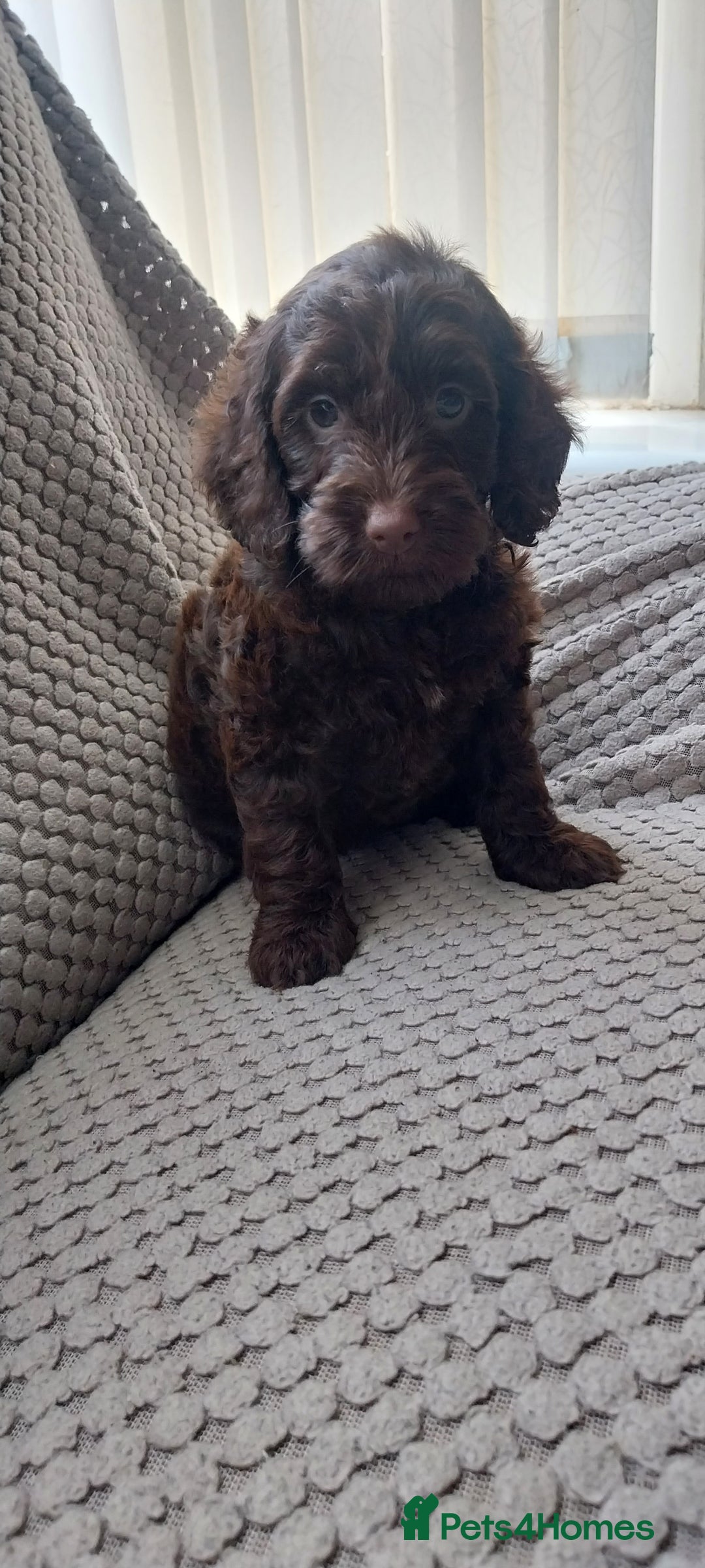 Cockapoo dogs for sale: Outstanding cockapoo puppies hereditary clear  - Advert 4