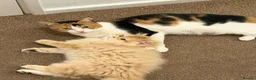 British Shorthair cats for sale: Beautiful Calico Female Cat Vaccinated  - Advert 18