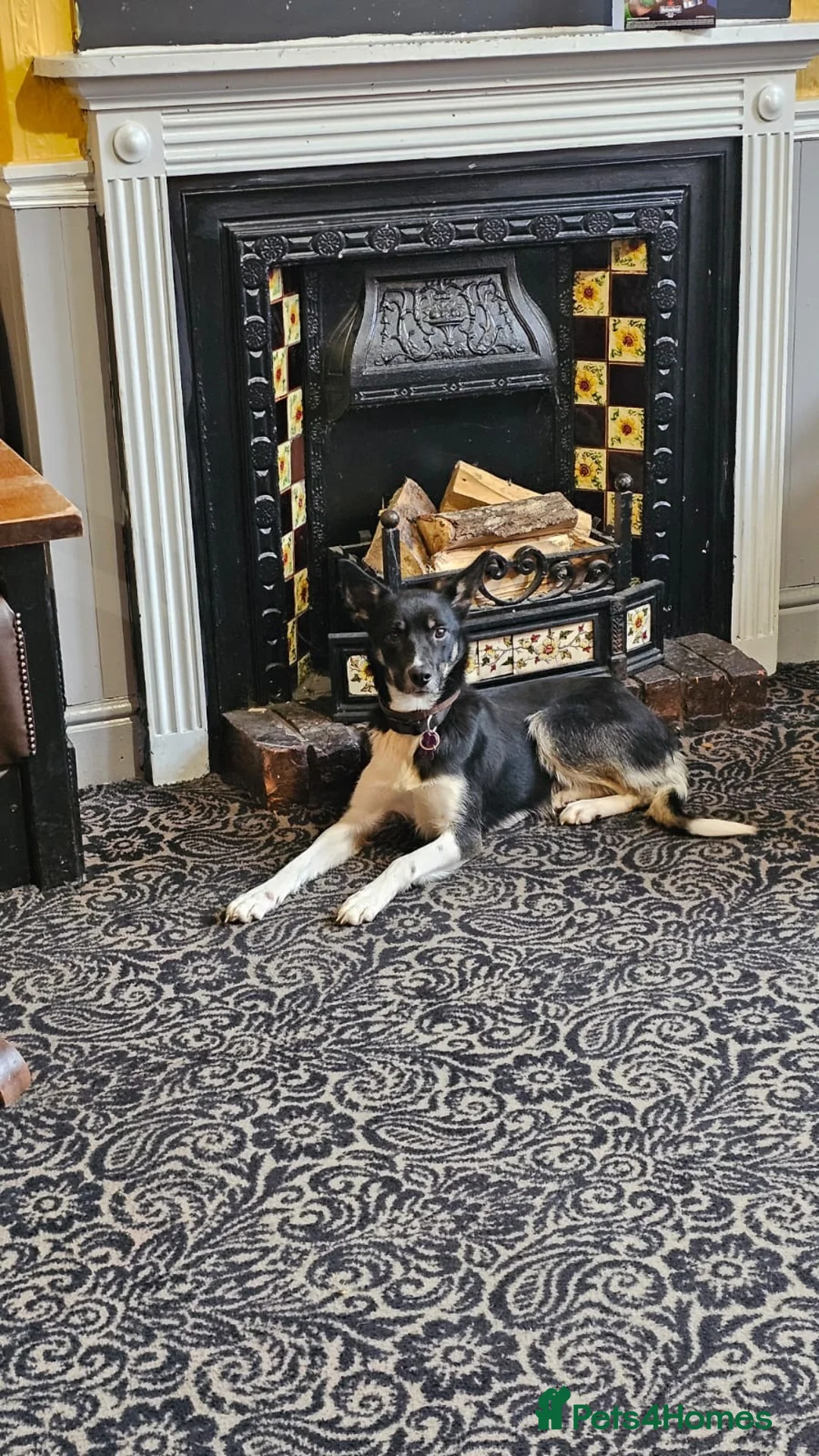 Border Collie dogs for sale: Outstanding Working Border Collie Puppies  in York - Advert 13
