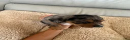 Mixed Breed dogs for sale: Dachshund puppies  in Birmingham - Advert 11