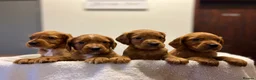 Cocker Spaniel dogs for sale: Kc Fox red, working cocker spaniels pups - Advert 12