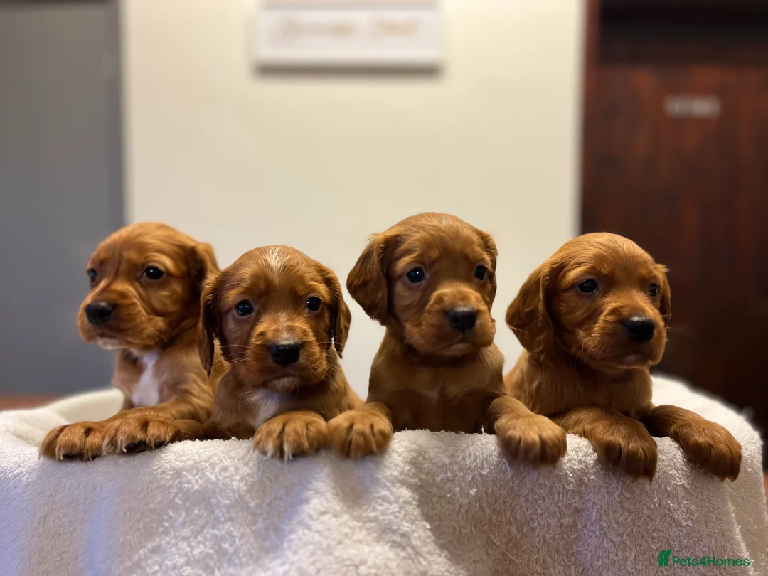 Cocker Spaniel dogs for sale: Kc Fox red, working cocker spaniels pups - Advert 12