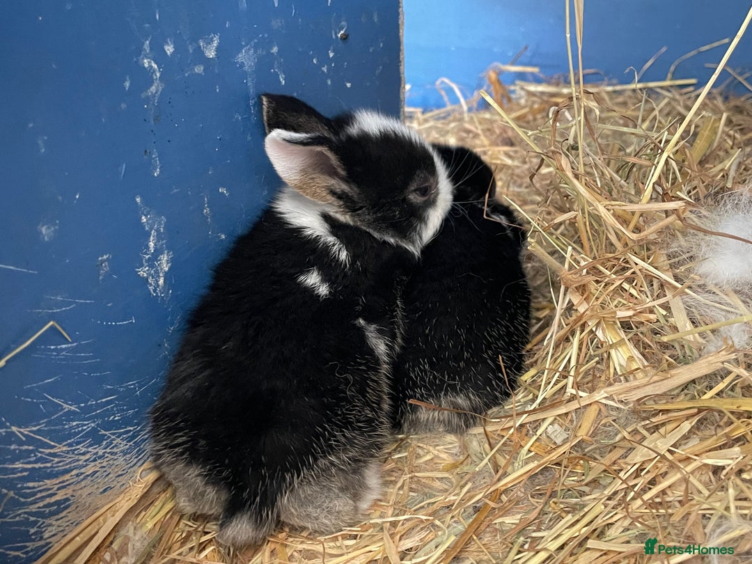 Mini Lop rabbits for sale: Mini lops ready to reserve  - Image 14